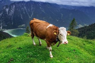 Kráva v Alpách zlomila seniorce na procházce 22 kostí. Odškodnění od farmáře žena nevysoudila - Novinky