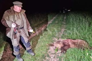 Vrah, nebo hrdina? Slovenský poslanec zastřelil medvědici - Novinky