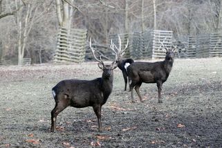 Lánská správa za Pavla srazila náklady, ale méně vydělá a dvojnásobně střílí zvěř - Novinky