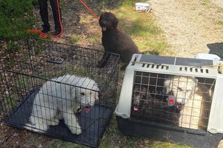 V lese na Šumavě živořila měsíce štěňata labradoodlů. Odchytávali je policisté a záchranáři - Novinky