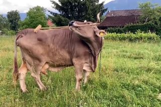 Rakouská kráva ohromila vědce, drbe se koštětem - Novinky