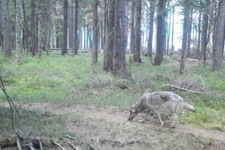 V Krkonoších žije alespoň jedenáct vlků - Novinky