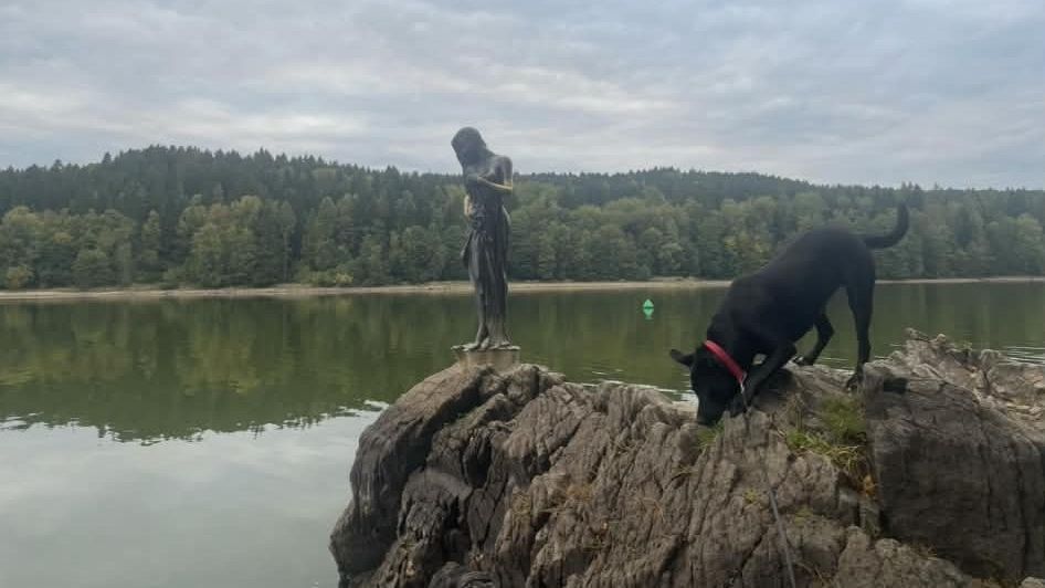 U Lipna uhynuli už čtyři psi během několika dní - Novinky