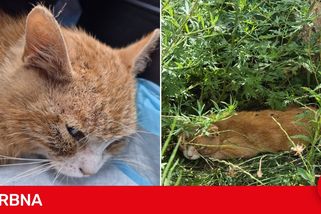 Kocoura sežraly blechy zaživa, přišel o hodně krve a uhynul. Není to ojedinělý případ