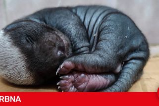 Je malý a roztomilý, jednou ale zvládne vyhnat lvy i hyeny. Poznáte ho?