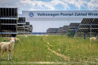 Volkswagen proměnil část polské továrny v pastvu pro ovce - Novinky