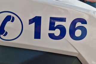 Rozdivočelý vlčák štval v Brně ovce, srnu a nakonec i strážníky - Novinky
