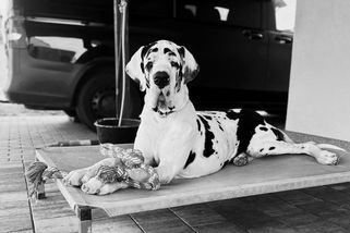 Příběh ztracené dogy na Hradecku má bohužel špatný konec - Novinky