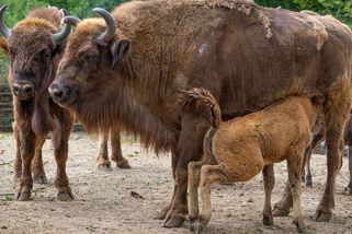 Olomoucká zoo se chlubí dvěma novými zubřími telaty