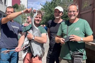 Chovatelé dopadli jeřába daurského, který před šesti dny uletěl z brněnské zoo - Novinky