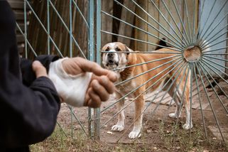 Ani pitbull, and rottweiler. Toto je bezkonkurenčně nejzlejší psí plemeno. Jsou roztomilí, ale běda, jak se k nim otočíte zády