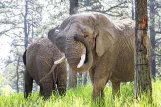 Sloni nejsou lidé a nemohou žalovat zoo, rozhodl americký soud - Novinky
