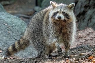 Je zdrojem parazitů a ohrožuje původní druhy. Mýval dobývá českou přírodu a daří se mu tady - Médium.cz