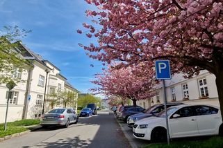 V unikátní ostravské čtvrti to teď vypadá jako v rozkvetlé zahradě u zámku - Novinky