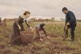 Jak brambory dobyly svět: Inkové je uctívali, Prusové hlídali a pro Čechy to byla „sviňská strava“ - Médium.cz