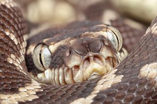 Šťastný konec pašeráckých dramat: Zoo Praha slaví prvoodchovy tří druhů hadů