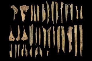 Kanibalismus škodí lidskému zdraví, proto se neuchytil, tvrdí vědci