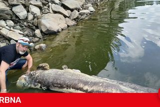 Na Orlíku uhynuli dva obří sumci. Jeden měřil téměř 2,7 metru