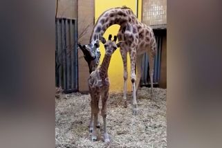 V ostravské zoo nečekaně porodila žirafa - Novinky