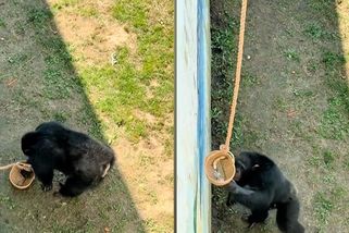 Šimpanz v čínské zoo vrátil návštěvníkovi do spuštěného košíku brýle - Novinky