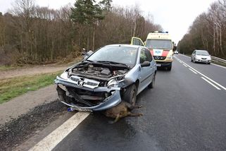 Pojišťovny odmítají proplácet srážky se zvěří, pokud jim nedáte dostatek důkazů, jaké zvíře jste opravdu srazili