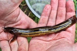 Umí předpovědět počasí, nyní je na pokraji vyhynutí. Vědci zachraňují piskoře pruhovaného i slunku obecnou