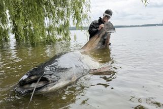 Sumec větší než český rekord: známý rybář jej ulovil nedaleko Ostravy | InRybar.cz