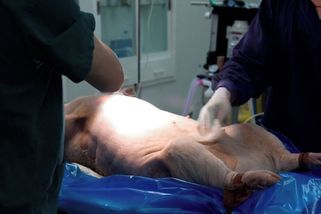 Muži s mozkovou smrtí transplantovali v Číně tři orgány z prasete najednou