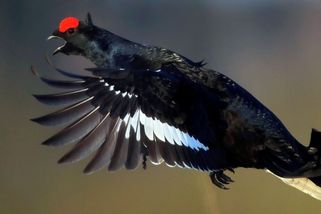 Ohrožují je fotografové, lidé na sněžnicích i mývalové. Tetřívci v Česku proto rychle vymírají