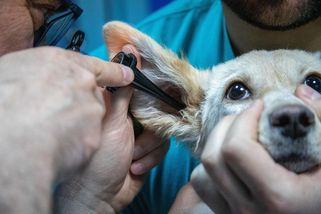 Plzeň plánuje nonstop veterinární pohotovost na Nové Hospodě. Start do poloviny roku