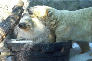 Lední medvědi v Zoo Praha dostali ledovou nadílku. Projekt se nejvíce osvědčil právě u nich