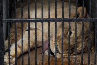 Vémola přišel o lvici Elsu. Zvíře putuje do liberecké zoo - Seznam Zprávy