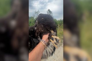 Cyklistka zachránila orla mořského, který se trápil v lesích na Písecku - Novinky