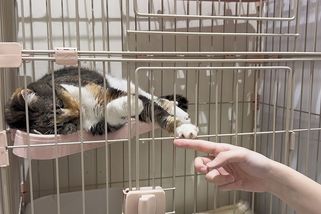 V Japonsku zachránili 25 koček, které po zemětřesení uvázly v poškozené budově - Novinky