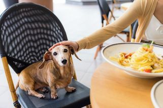 V New Yorku raketově stoupá počet stížností na psy v restauracích - Novinky