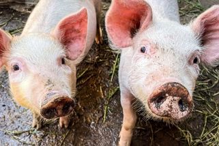 Kvíz: Přirovnání v češtině. Ukažte, jestli jste v nich jako doma. Připraveni na výzvu?