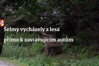 Video: Za tři hodiny vyšlo na silnici 20 medvědů. Lidé reagovali problematicky - Seznam Zprávy