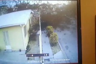 Ptáci po desítkách zničehonic popadali mrtví k zemi - Novinky