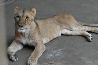 V tokijské zoo uhynuly tři lvice, zřejmě nezvládly horko - Seznam Zprávy
