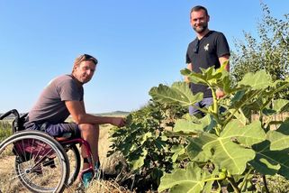 Fík je nová meruňka jižní Moravy, říkají farmáři, kteří vysadili sad fíkovníků - Novinky