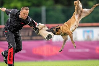 FOTO: Psím šampionům nejde utéct, vládnou „maliňáci“ - Novinky