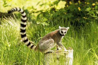 Z ostravské zoo utekl lemur. Nesnažte se ho chytit, varuje zahrada - Novinky