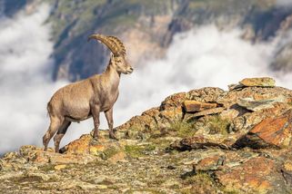 Kozoroh v italských Alpách srazil turistku z dvacetimetrového svahu. Zachraňoval ji vrtulník - Novinky