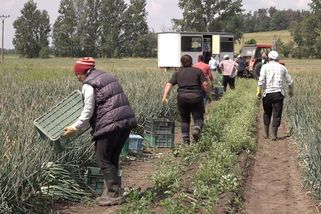 Na českých polích zůstává až pětina zeleniny. I proto, že chybí lidé - Seznam Zprávy