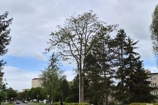 Agresivní rostlinný vetřelec z Číny pustoší parky v Hradišti. Pokácet ho nestačí, město nasadí injekce - Novinky