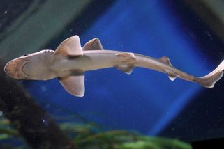 Atlantik vyplavil na belgické pobřeží stovku mrtvých žraloků - Novinky