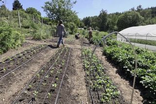 Farmu uživí z půl hektaru a bez traktorů. Češi se inspirovali v Kanadě - Seznam Zprávy