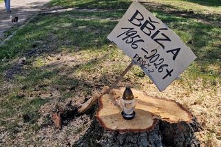 Zahyne spousta mláďat. Kácení stromů ve vegetačním období budí v Havlíčkově Brodě emoce - Novinky