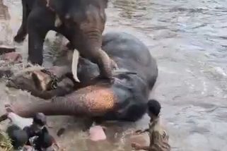 Slon v indickém safari parku rozdrtil ženu před zraky manžela a dcery. Svědci zachytili tragédii na video - Novinky