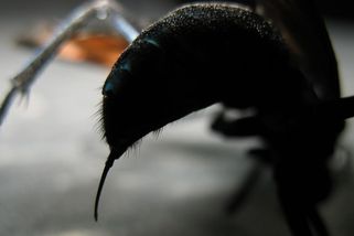 Vosa loví tarantule, aby se v nich mohly vyvíjet její larvy. Její žihadlo je extrémně bolestivé - Médium.cz